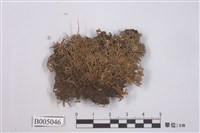 藏品(臺灣球粉衣)的圖片